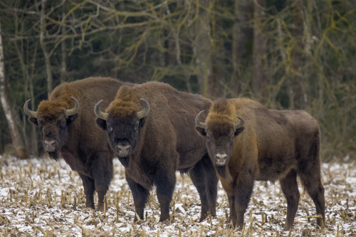 Drei Bisons auf einem winterlichen Feld vor einem Wald