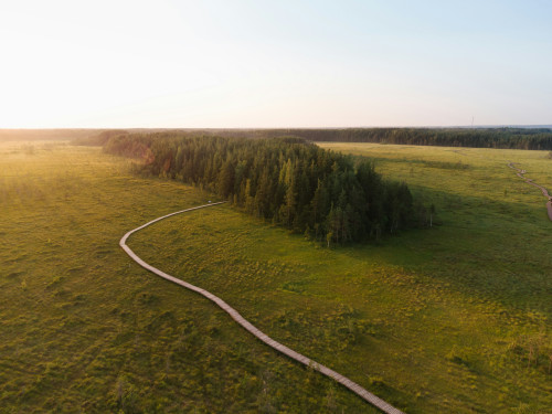 Luftbild von einer Moorlandschaft mit einem Holzbohlenpfad