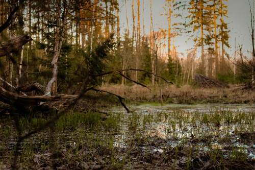 Sumpf umgeben von Bäumen