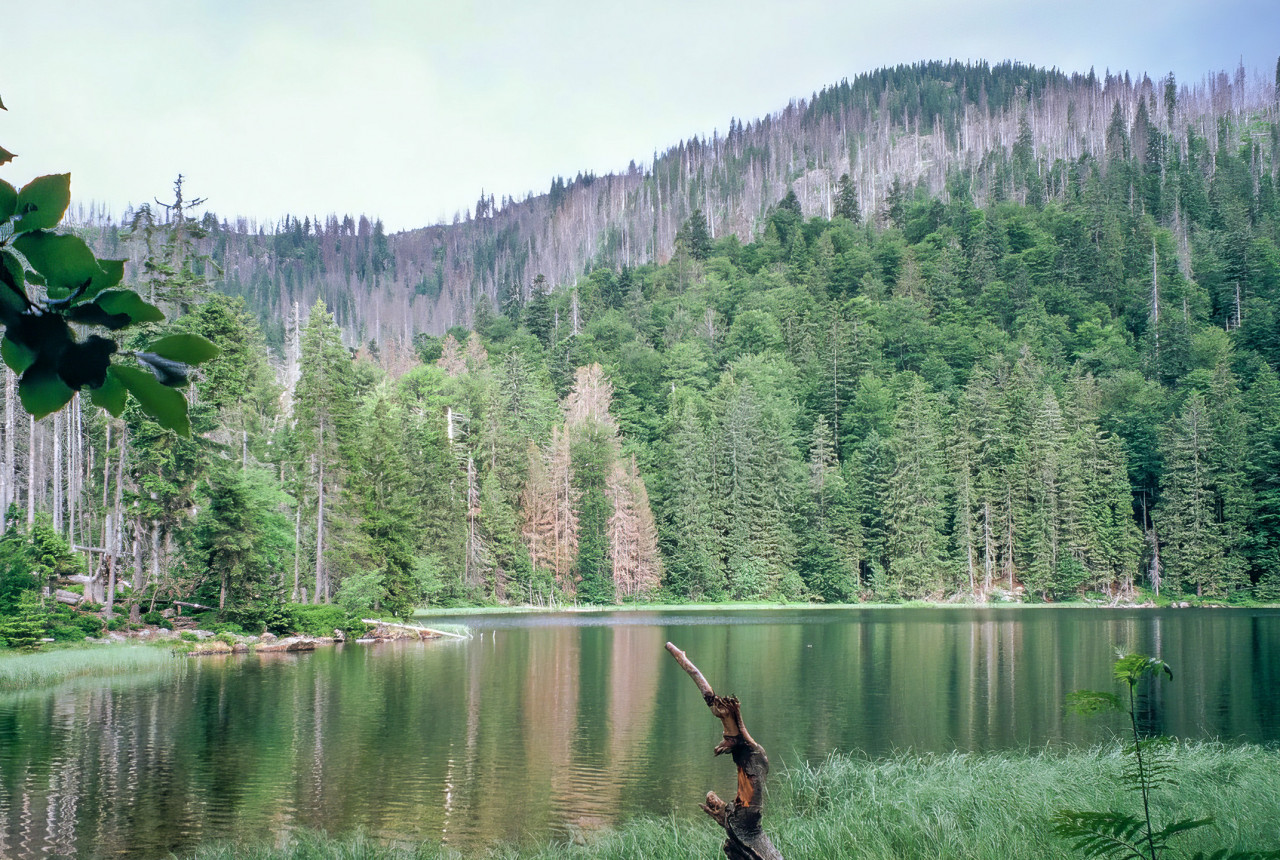 goldsteig-header