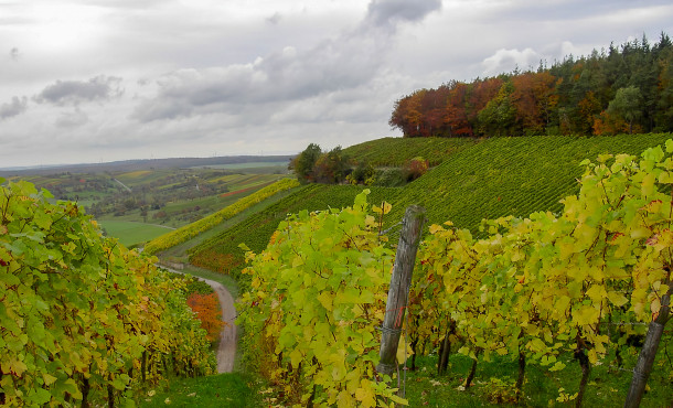 o-derdingerhorn-weinberg-001-mw